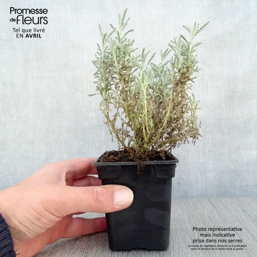 Santolina chamaecyparissus - Crespolina cipressina Vasetto da 7/8 cm esemplare consegnato in primavera