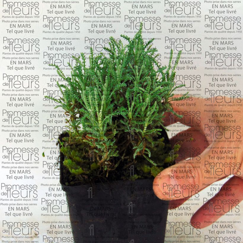 Esempio di esemplare Santolina serratifolia - Crespolina Vasetto da 8/9 cm come consegnato