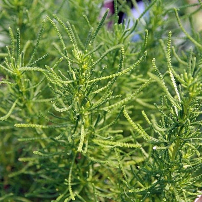 Santolina virens - Crespolina verdeggiante (Foliage)