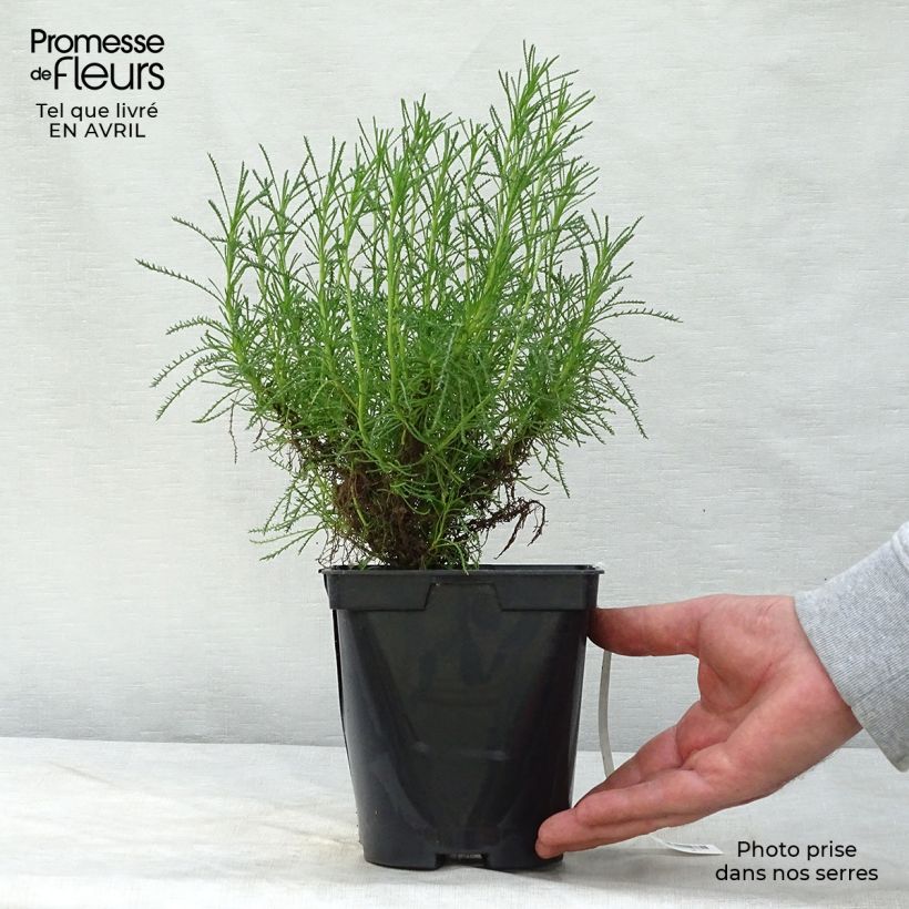 Example of Santolina virens - Crespolina verdeggiante Vaso da 1,5L/2L as you get in printemps