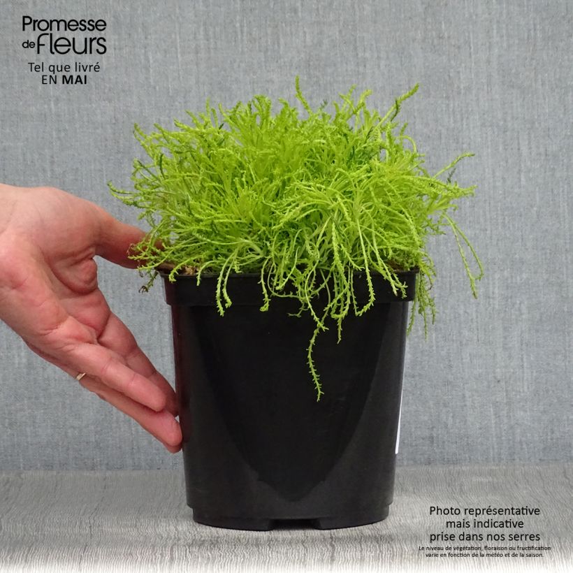 Example of Santolina virens Lemon Fizz Vaso da 2L/3L as you get in printemps