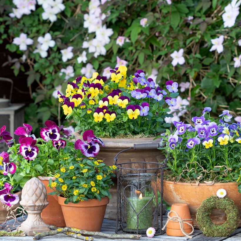 Sanvitalia speciosa Aztekengold (Plant habit)