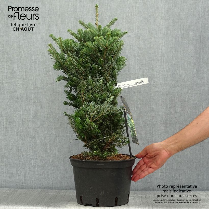 Esemplare di Abete coreano Molli - Abies koreana Vaso da 4L/5L consegnato in estate