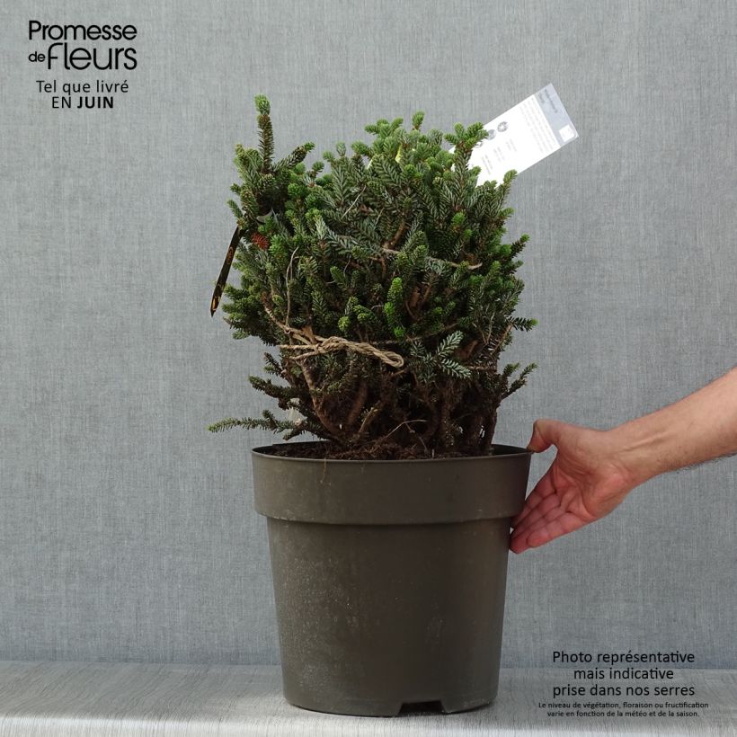 Example of Abete coreano Oberon - Abies koreana Pezzo as you get in printemps