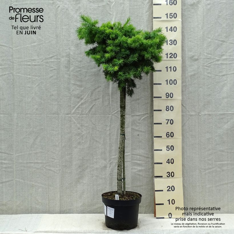 Pseudotsuga menziesii Fletcheri - Abete di Douglas Vaso da 7,5L/10L, Vaso impalcato esemplare consegnato in primavera