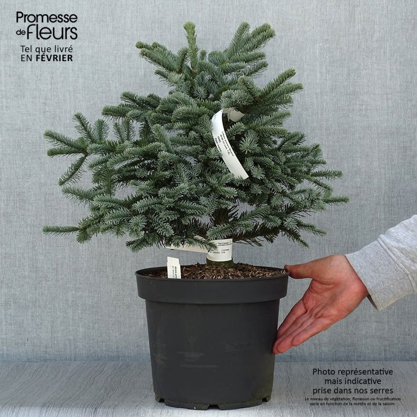 Esemplare di Abete nobile Bizarro - Abies procera Vaso da 7,5L/10L come consegnato in autunno