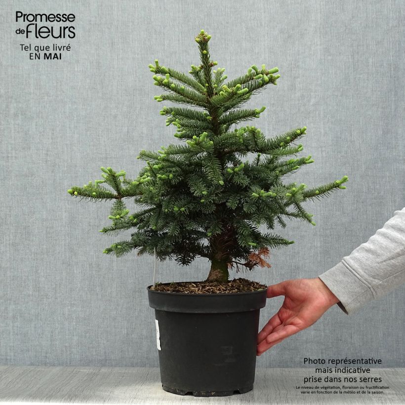 Abete nobile Bizarro - Abies procera Vaso da 7,5L/10L esemplare consegnato in primavera