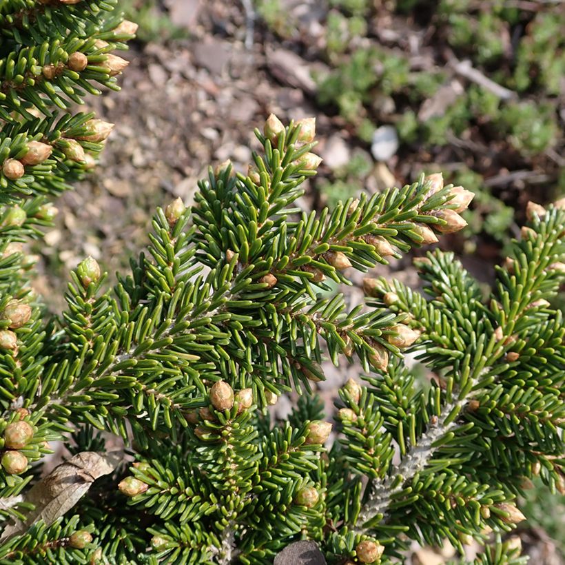 Picea orientalis Jewel (Foliage)