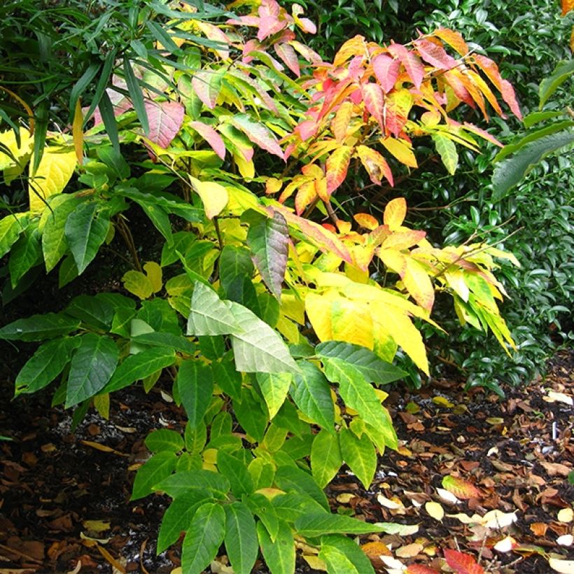 Sapium japonicum (Porto)