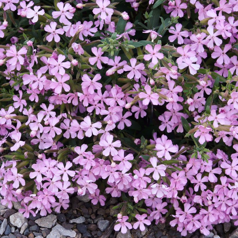 Saponaria Max Frei (Fioritura)