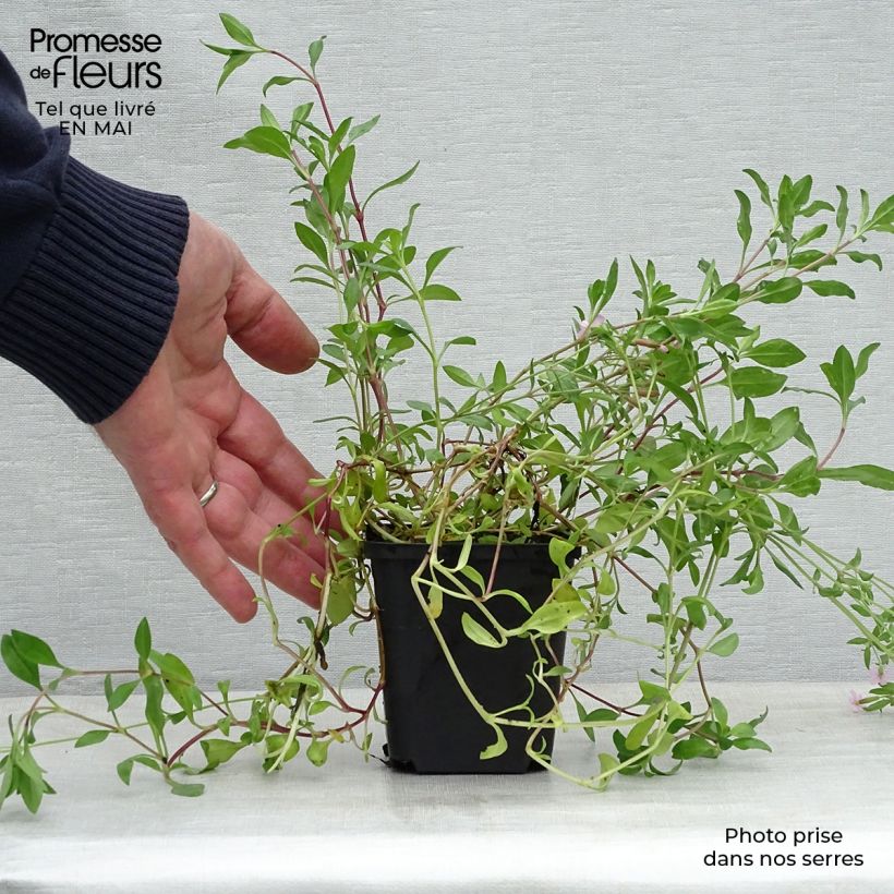 Saponaria ocymoides - Saponaria rossa Vasetto da 8/9 cm esemplare consegnato in primavera