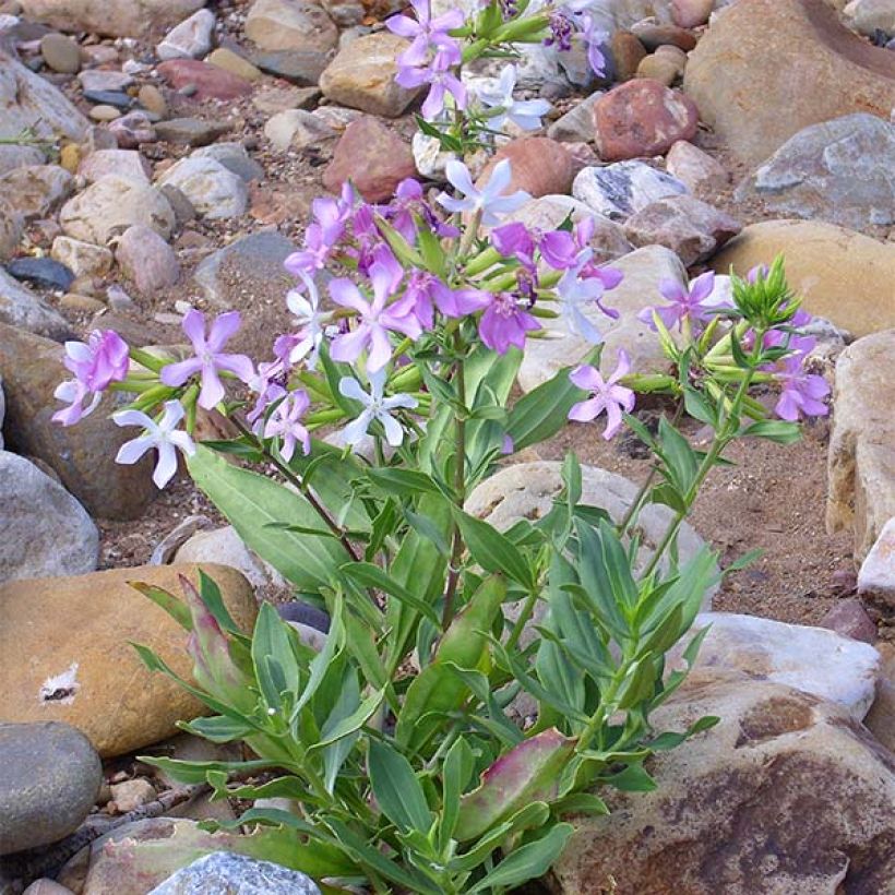 Saponaria officinalis - Saponaria comune (Plant habit)