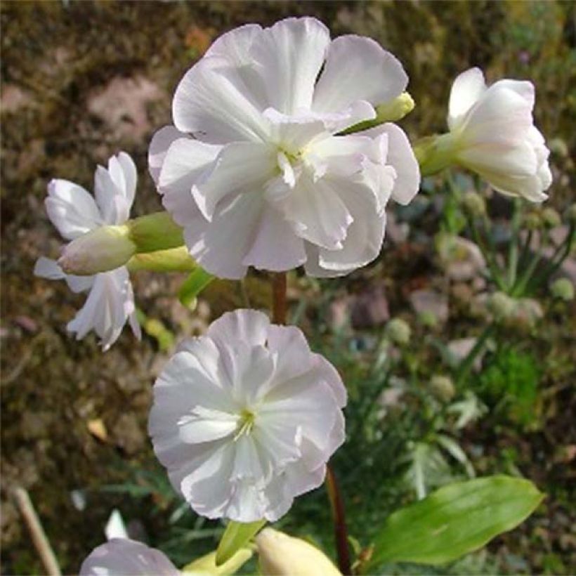 Saponaria officinalis Alba Plena - Saponaria comune (Flowering)