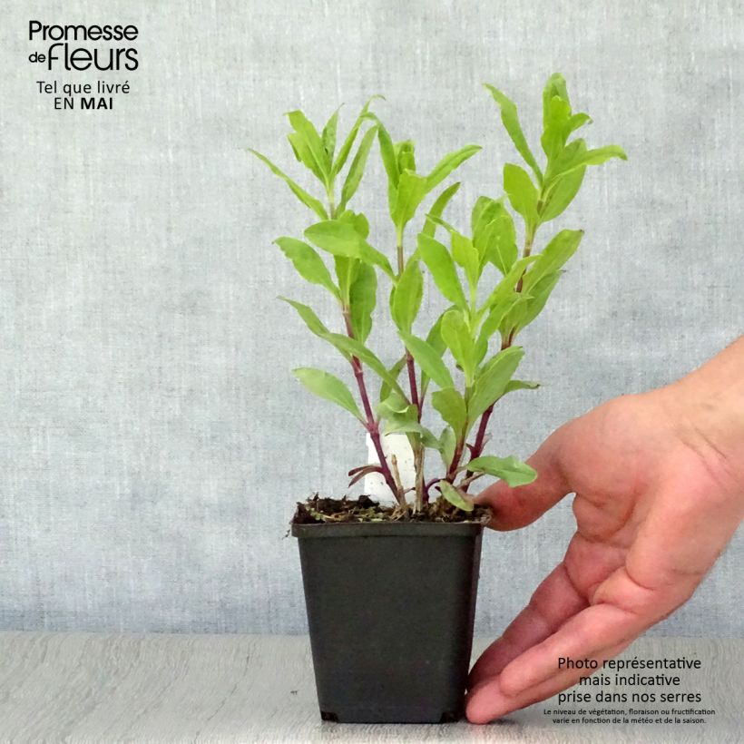 Example of Saponaria officinalis Alba Plena - Saponaria comune Vasetto da 8/9 cm as you get in printemps