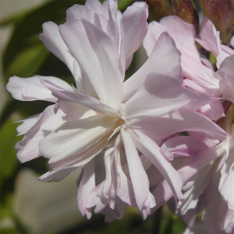 Saponaria officinalis Rosea Plena - Saponaria comune (Fioritura)