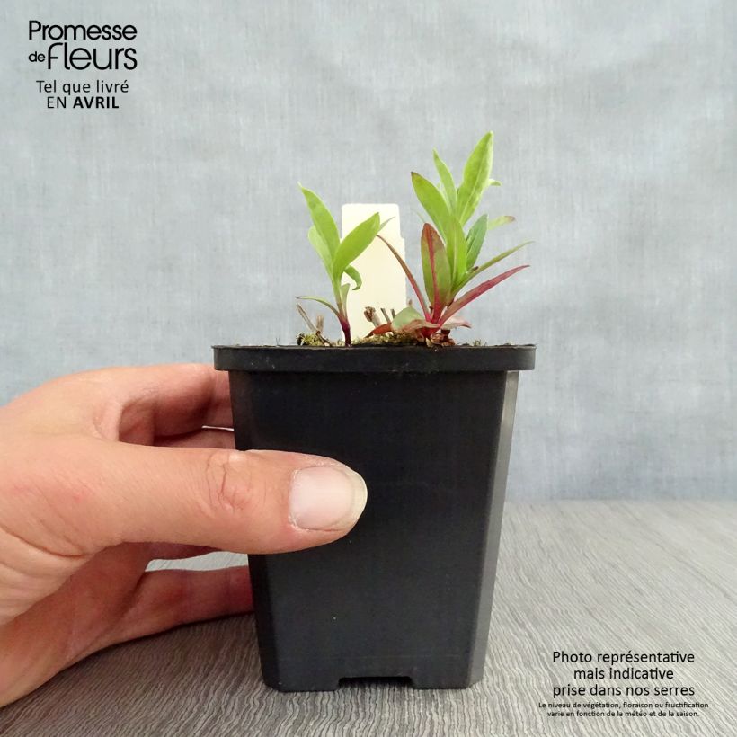 Example of Saponaria officinalis - Saponaria comune Vasetto da 7/8 cm as you get in printemps