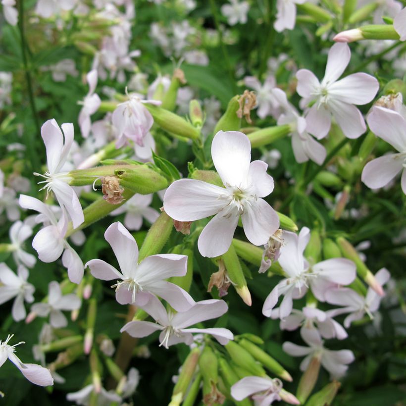 Saponaria officinalis - Saponaria comune (Flowering)