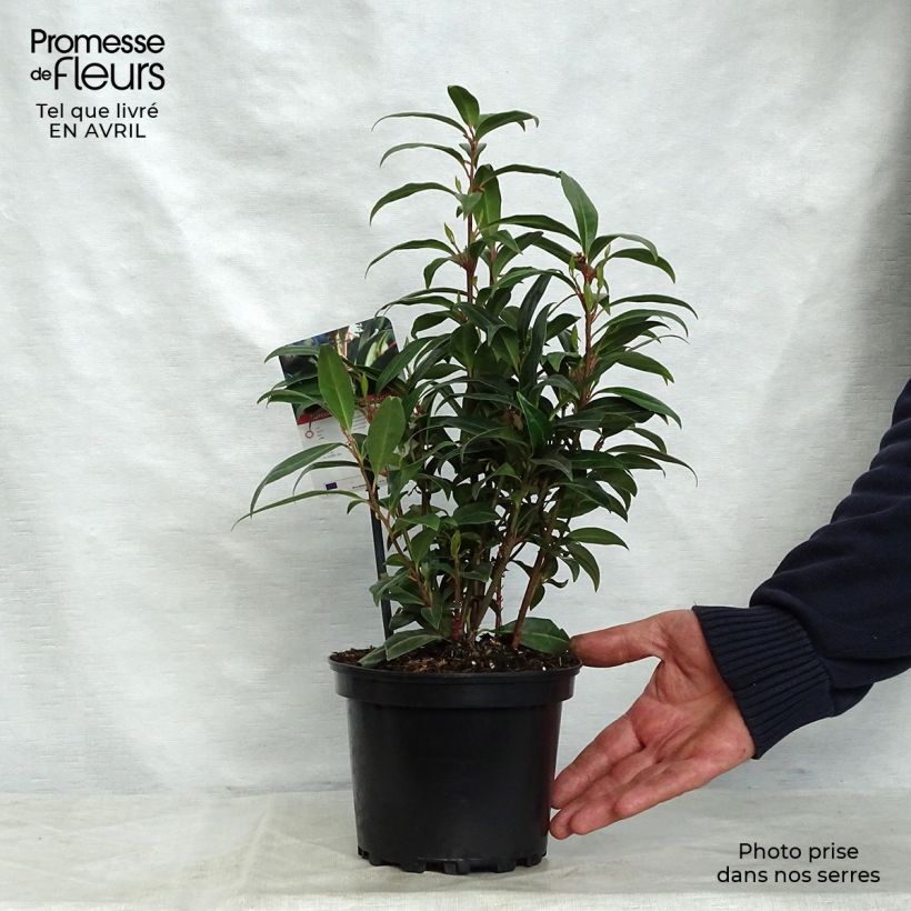 Example of Sarcococca Winter Gem Vaso da 2L/3L as you get in printemps