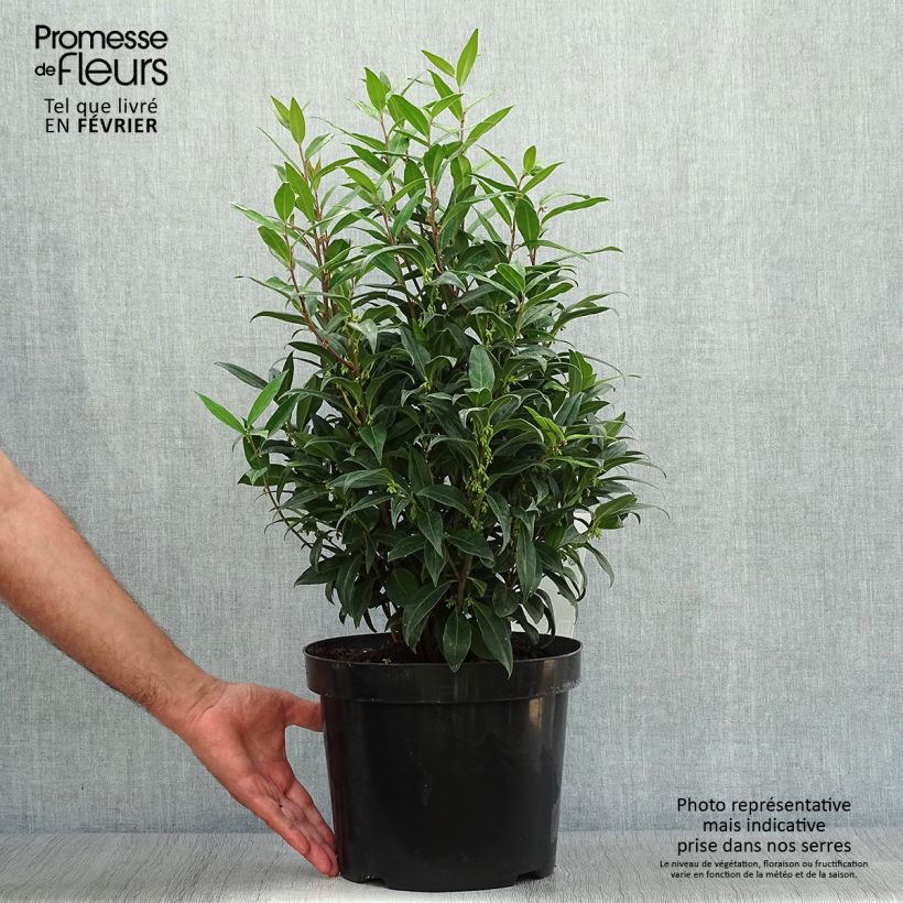 Esemplare di Sarcococca Winter Gem Vaso da 6L/7L come consegnato in autunno