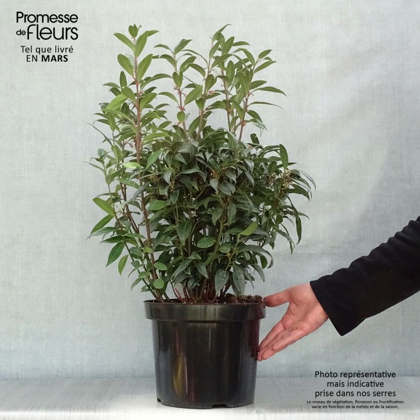 Example of Sarcococca Winter Gem Vaso da 7,5L/10L as you get in printemps