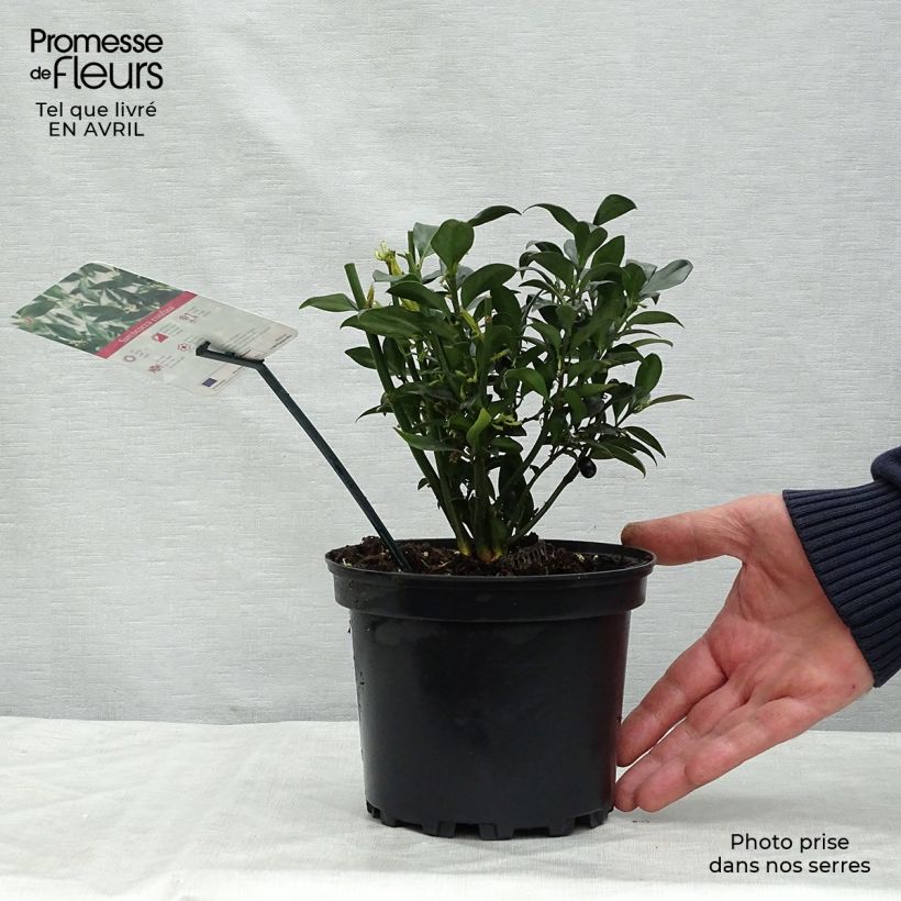 Example of Sarcococca confusa Vaso da 2L/3L as you get in printemps