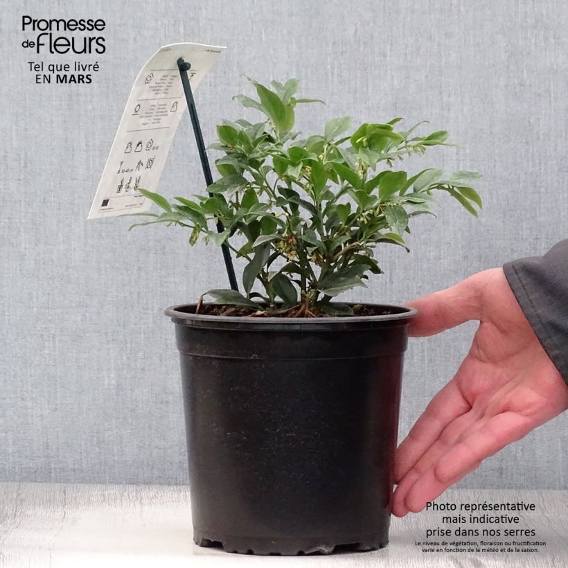 Example of Sarcococca hookeriana Vaso da 2L/3L as you get in printemps