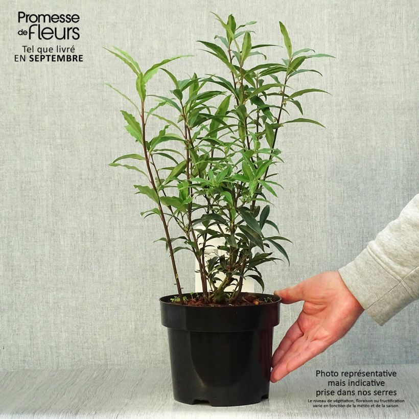 Esemplare di Sarcococca hookeriana var. digyna Purple Stem Vaso da 2L/3L come consegnato in autunno