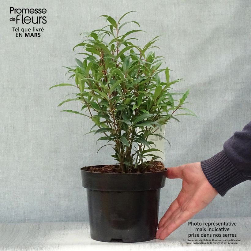 Example of Sarcococca hookeriana var. digyna Purple Stem Vaso da 2L/3L as you get in printemps