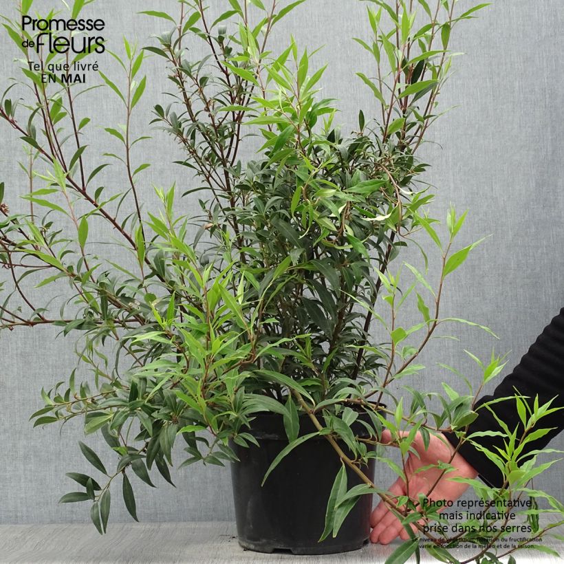 Example of Sarcococca hookeriana var. digyna Purple Stem Vaso da 7,5L/10L as you get in printemps