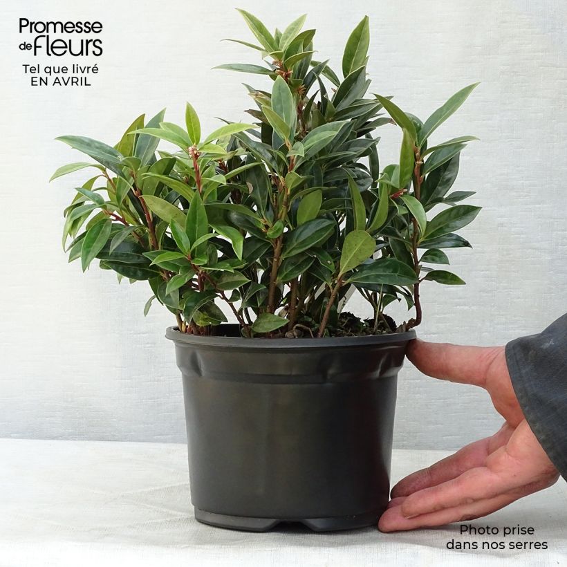 Example of Sarcococca hookeriana var. humilis Vaso da 2L/3L as you get in printemps