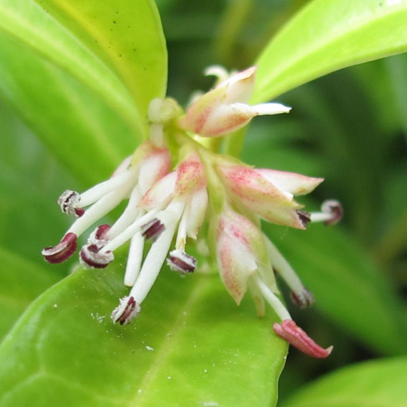 Sarcococca hookeriana var. humilis (Flowering)