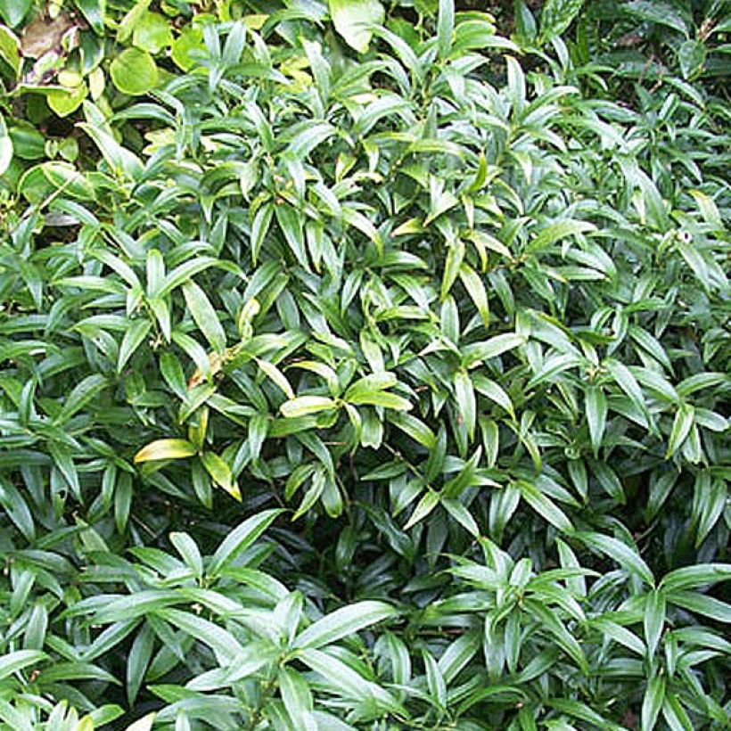 Sarcococca hookeriana var. humilis (Plant habit)