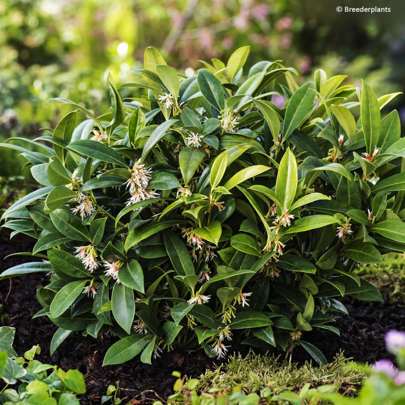Sarcococca hookeriana var. humilis Fragrant Mountain (Plant habit)
