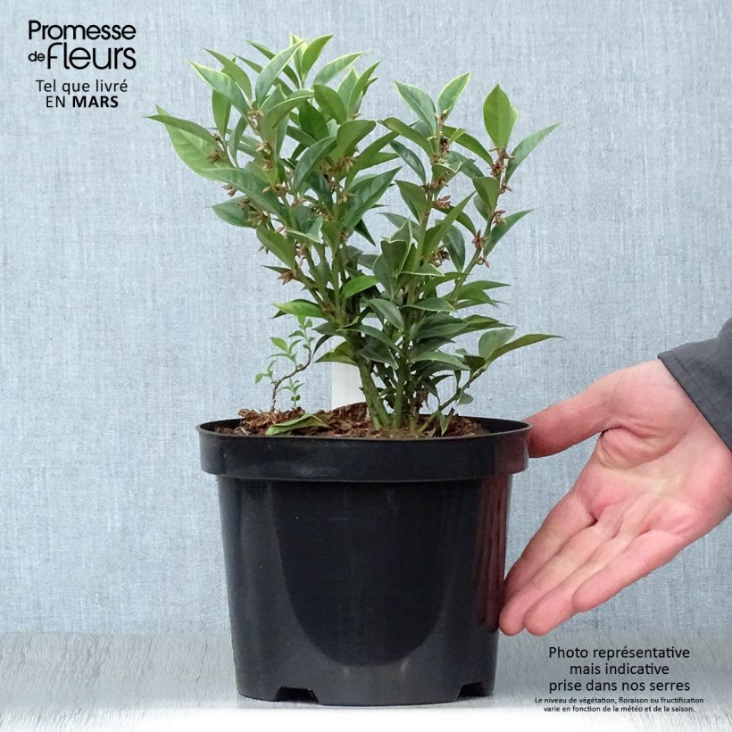 Example of Sarcococca orientalis Vaso da 2L/3L as you get in printemps
