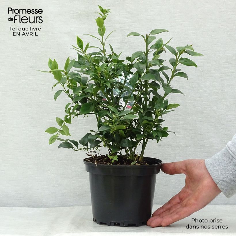 Example of Sarcococca ruscifolia Vaso da 2L/3L as you get in printemps