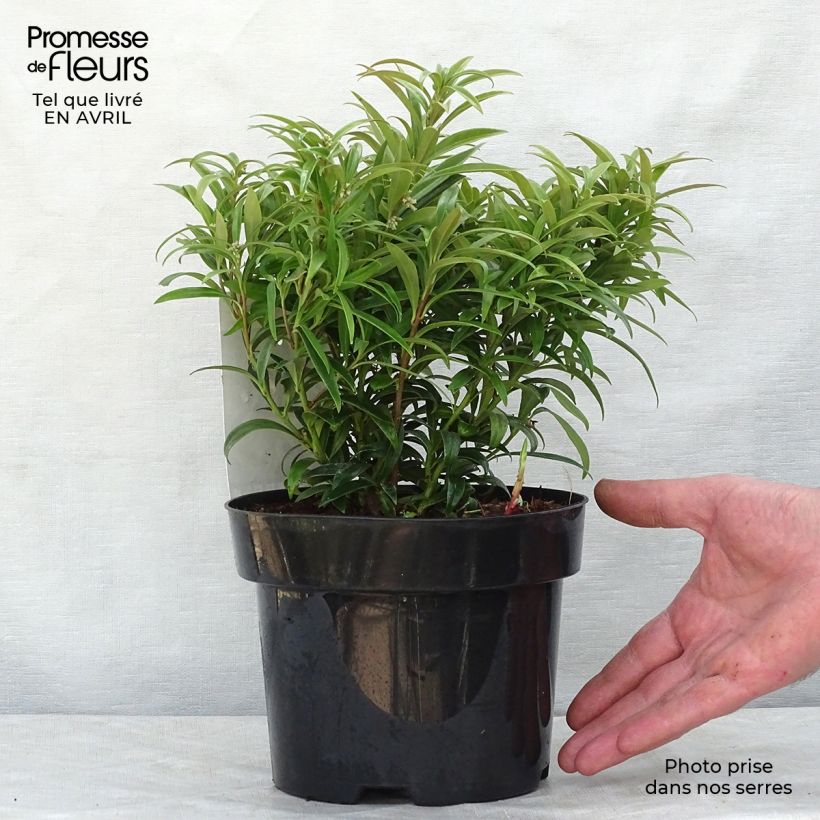 Example of Sarcococca saligna Vaso da 2L/3L as you get in printemps