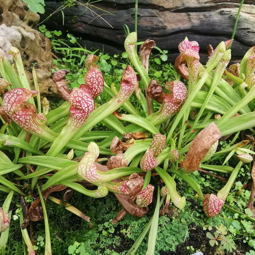 Sarracenia Scarlet Belle (Porto)