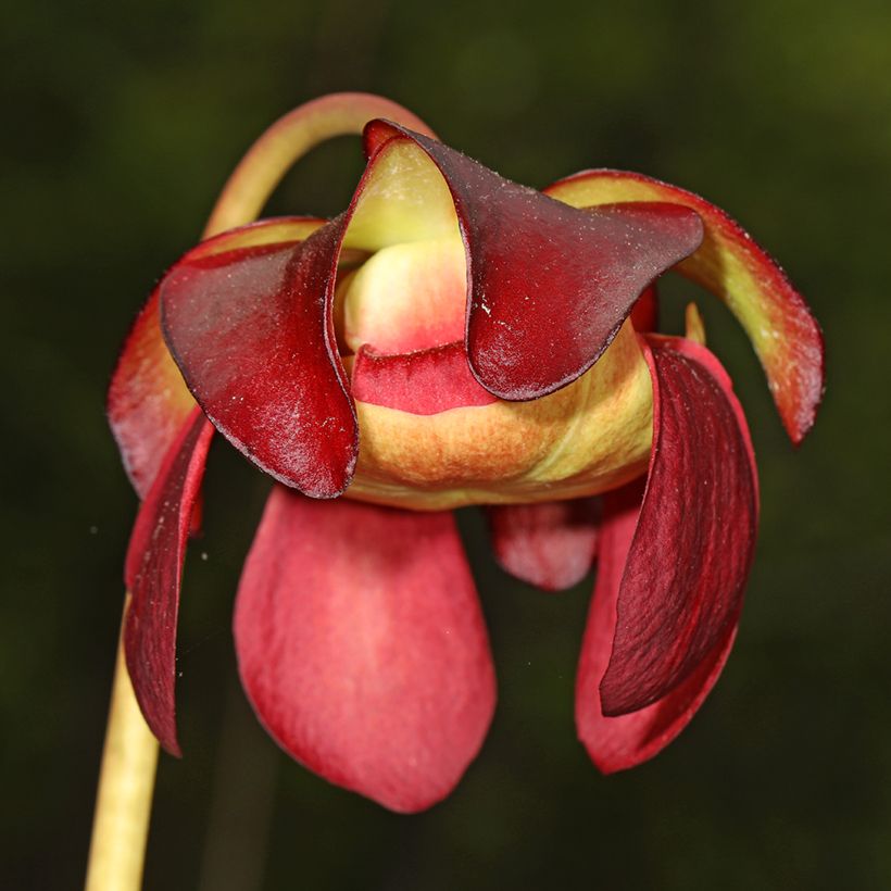 Sarracenia purpurea venosa (Fioritura)