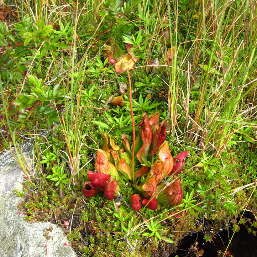 Sarracenia purpurea venosa (Porto)