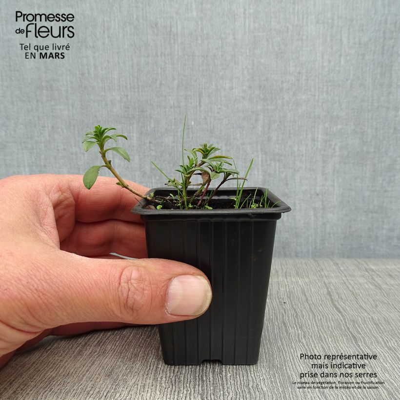 Example of Satureja montana citriodora - Santoreggia montana Vasetto da 8/9 cm as you get in printemps