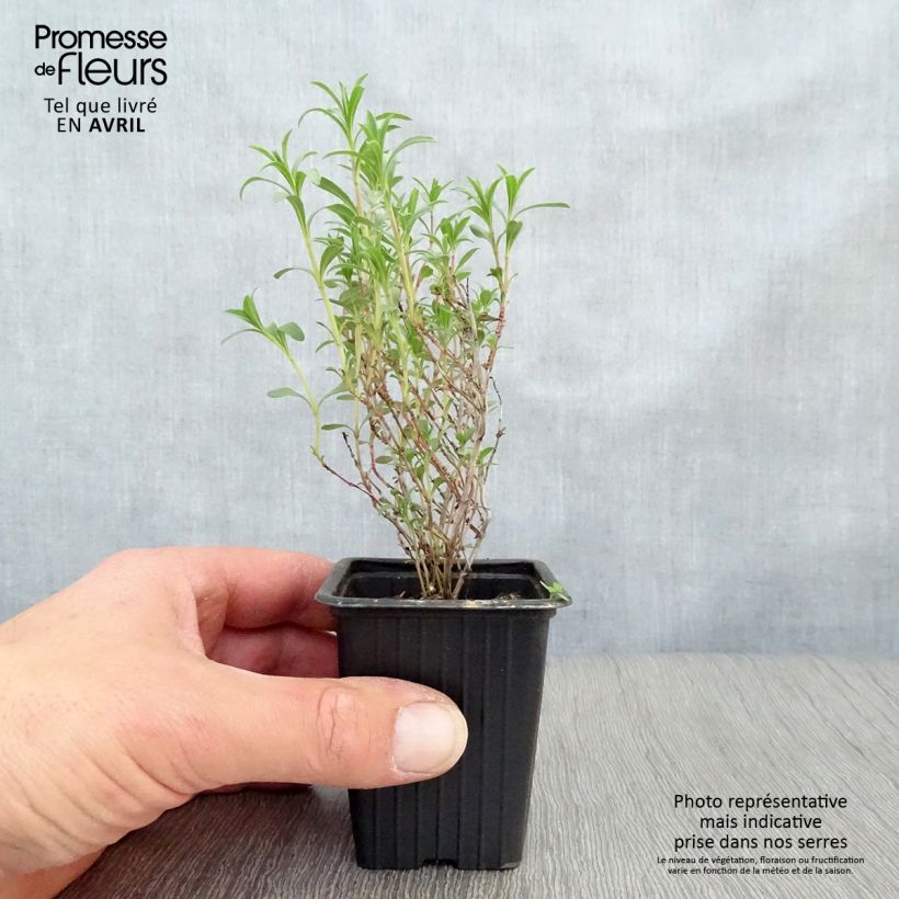 Example of Santoreggia montana Vasetto da 7/8 cm as you get in printemps