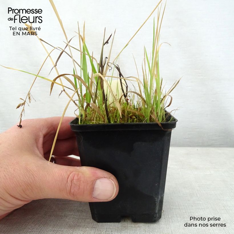 Saruma henryi Vasetto da 8/9 cm esemplare consegnato in primavera