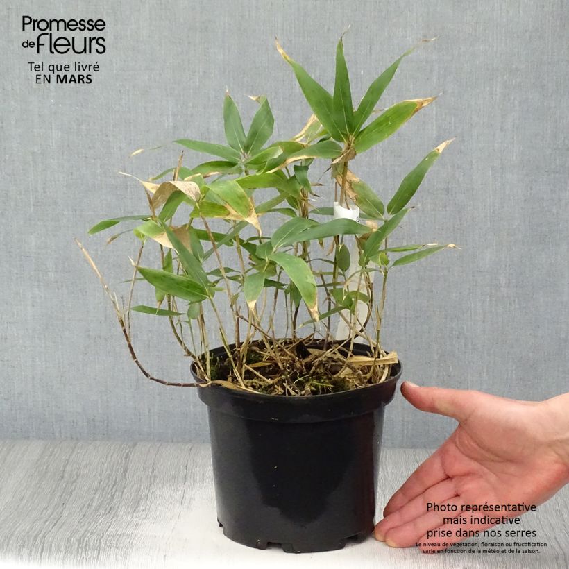 Example of Sasa kurilensis Vaso da 2L/3L as you get in printemps