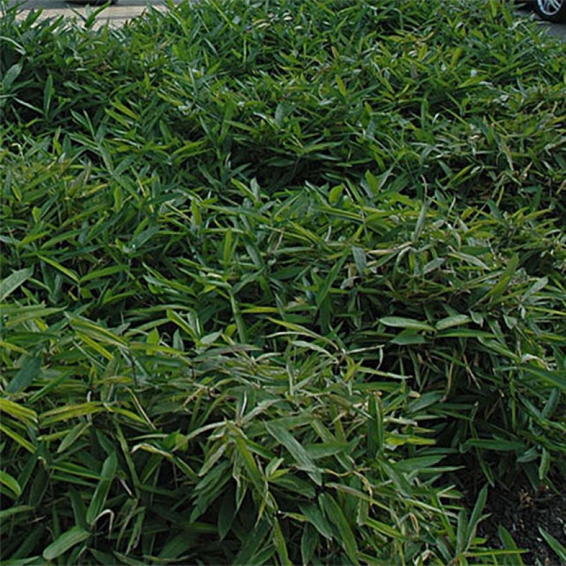 Sasa tsuboiana (Foliage)