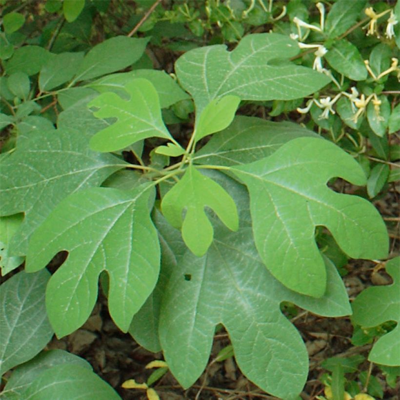 Sassafras albidum - Sassofrasso (Foliage)