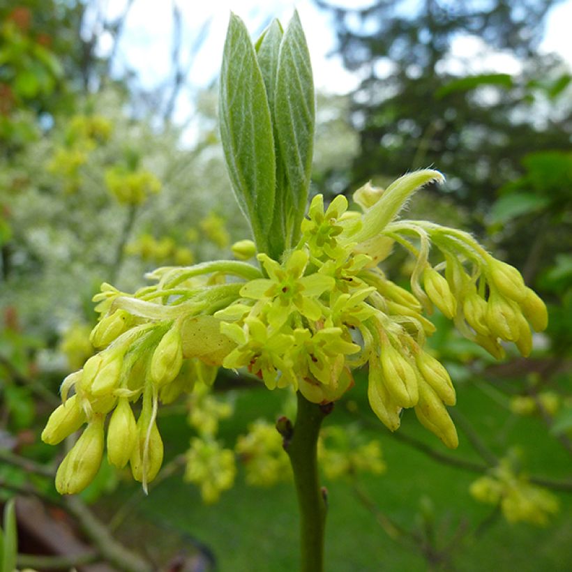 Sassafras albidum - Sassofrasso (Flowering)