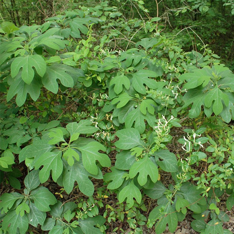 Sassafras albidum - Sassofrasso (Plant habit)