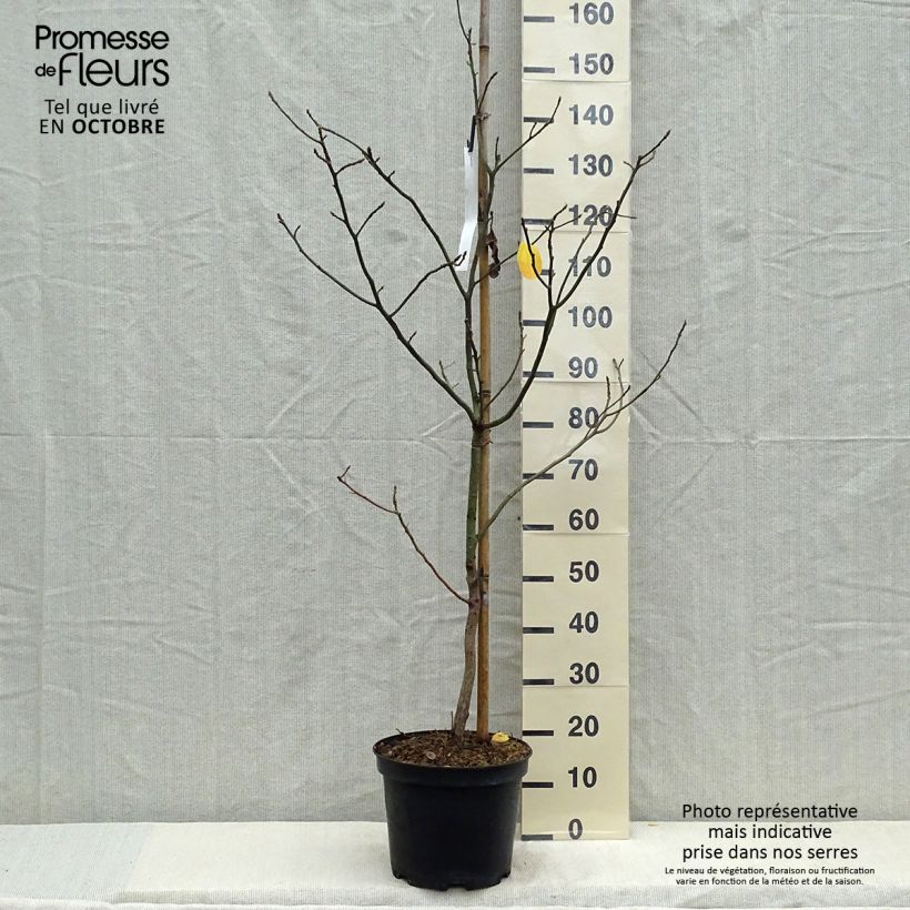 Esemplare di Sassafras albidum - Sassofrasso Vaso da 7,5L/10L come consegnato in autunno