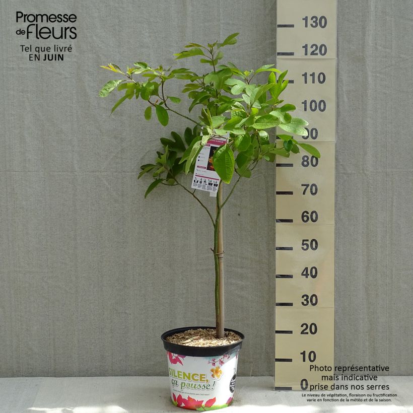 Example of Sassafras albidum - Sassofrasso Vaso da 7,5L/10L as you get in printemps