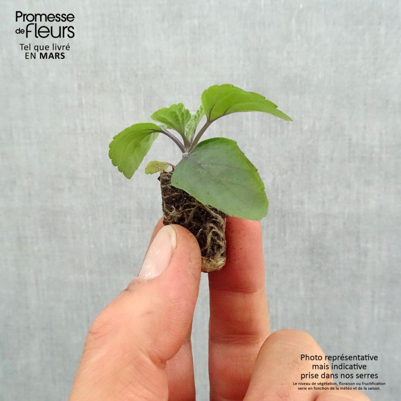 Salvia Big Blue - Salvia arbustiva Mini zolla Ø 1,5/2,5 cm esemplare consegnato in primavera